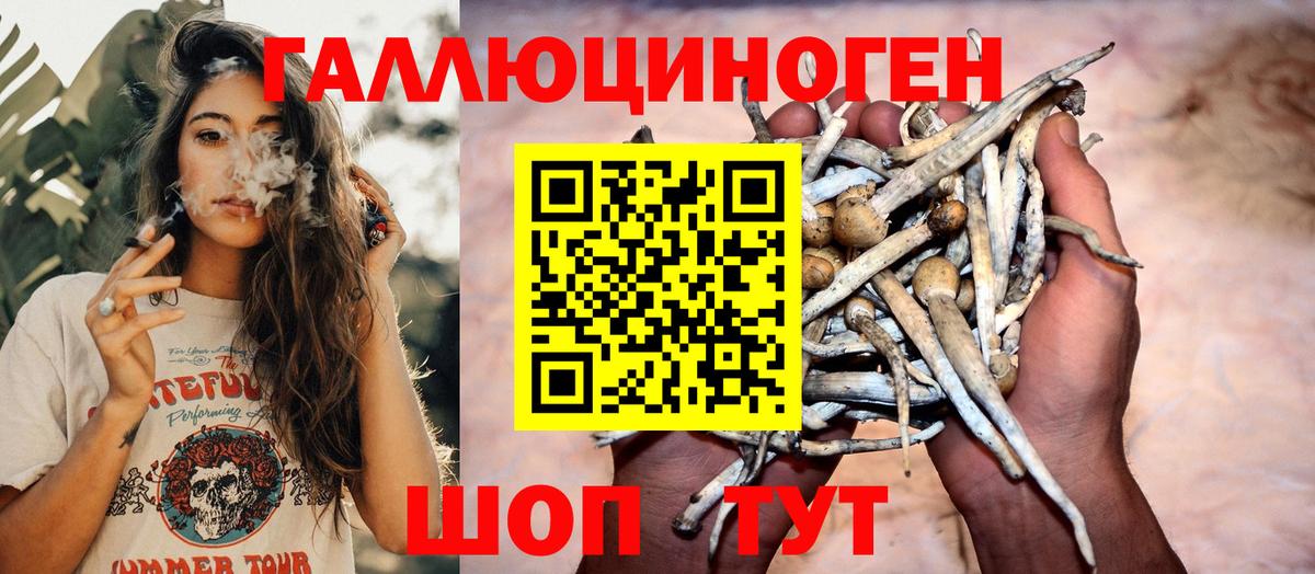 где продают наркотики  Псилоцибиновые грибы Cubensis  Вход с VPN  Щёлково 